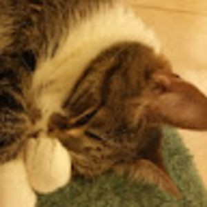 Meet your Posher, Misty